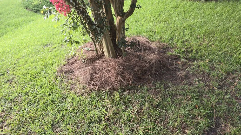 Professional lawn care service in Mt Olive, NC - Dirt Cheap Lawn Care Service
