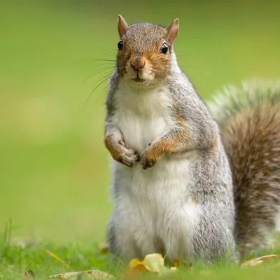 Dirt Cheap Lawn Maintenance Logo