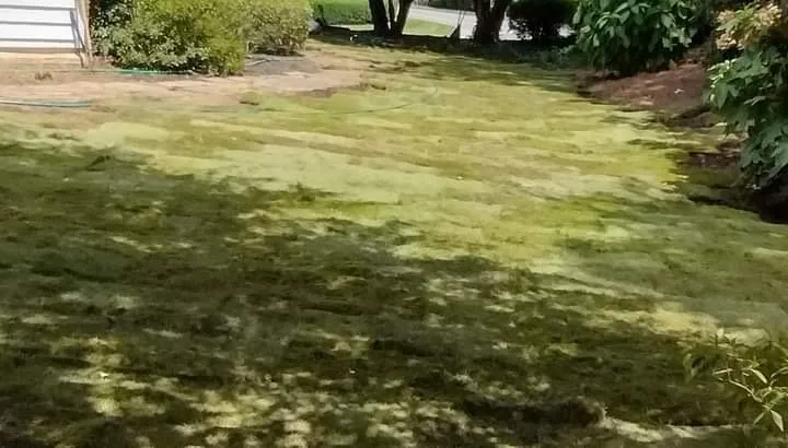 Affordable lawn care service with custom design across Marietta, GA - Dirt Cheap Outdoor Solutions