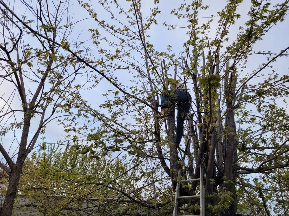 Local landscaping services experts serving Allentown, PA - Dirt Dudes - Landscaping and Removal