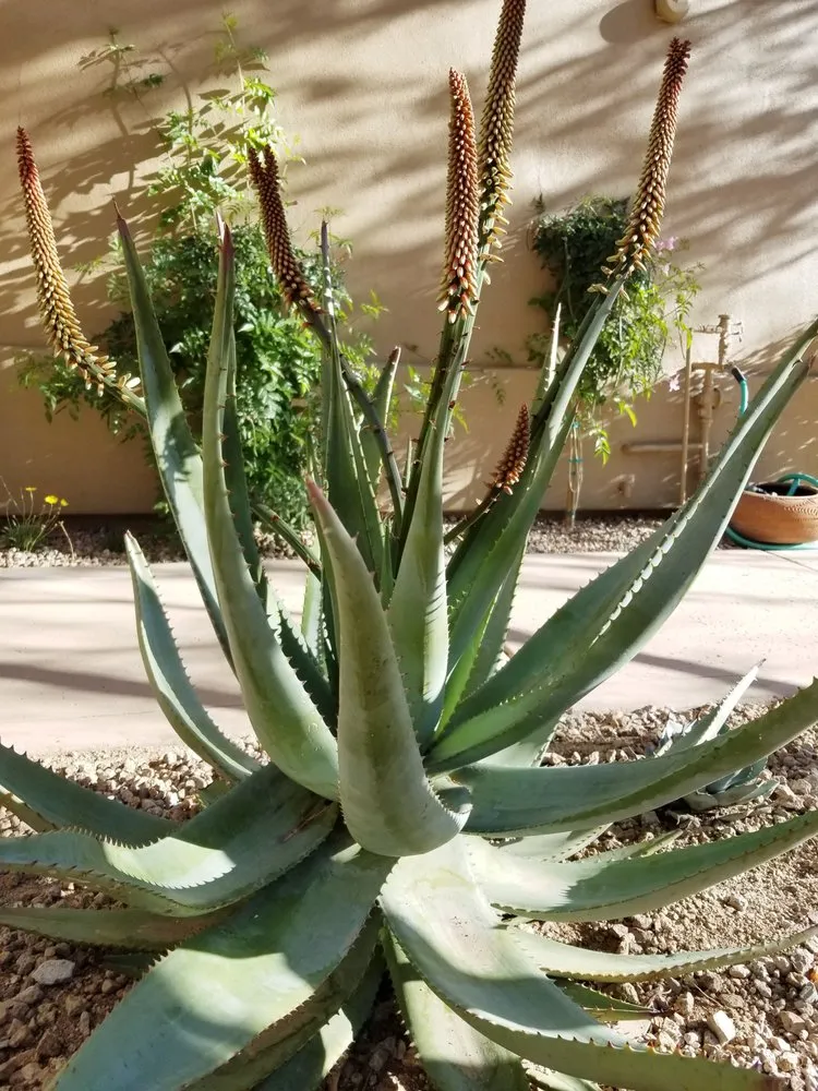 Expert landscape design experts serving Phoenix, AZ - Dirt Jockeys