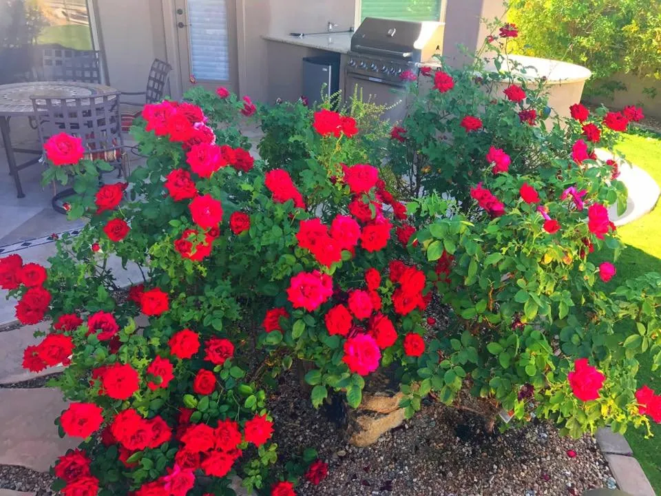 Affordable garden landscaping in Phoenix, AZ - Dirt Jockeys