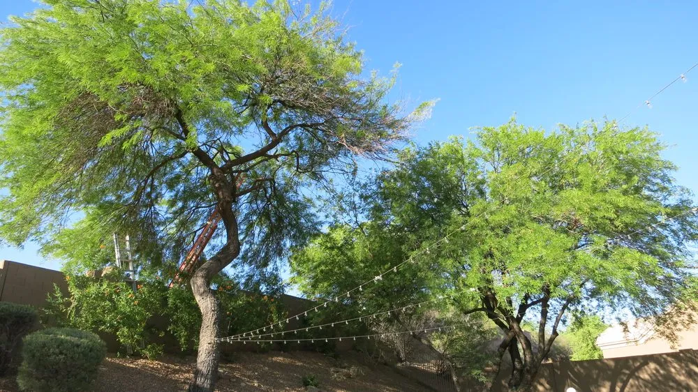 Top-rated landscaping services near you across Phoenix, AZ - Dirt Jockeys