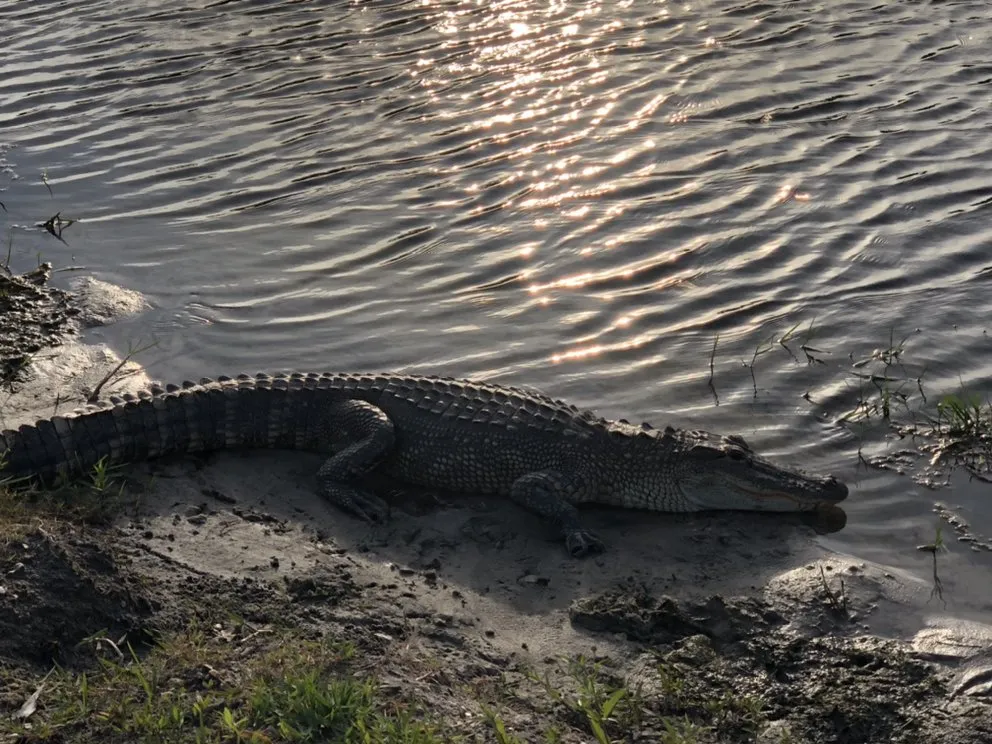 Top-rated landscape design experts serving Lynn Haven, FL - Dirt Monkey Land Works