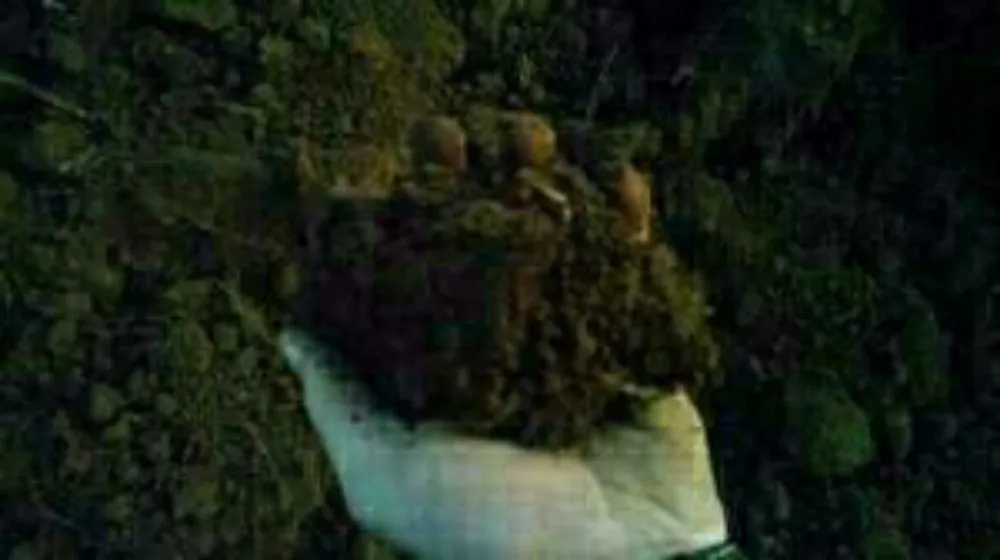 Professional residential landscaping for year-round maintenance in Murfreesboro, TN by Dirt Works LLC.