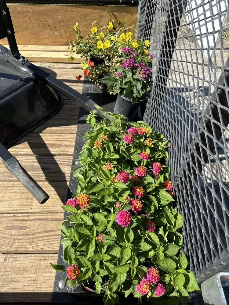 Top-rated lawn mowing service for residential properties across Venice, FL - Dirty Blonde Landscape Design and Install