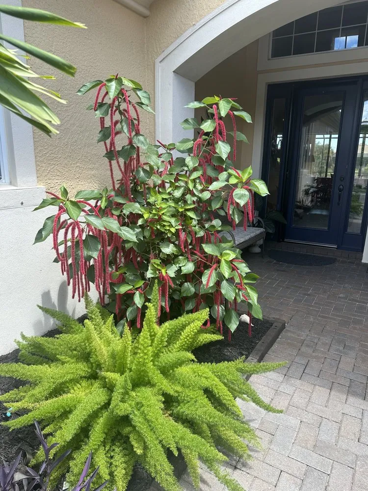 Local yard maintenance in Venice, FL by Dirty Blonde Landscape Design and Install