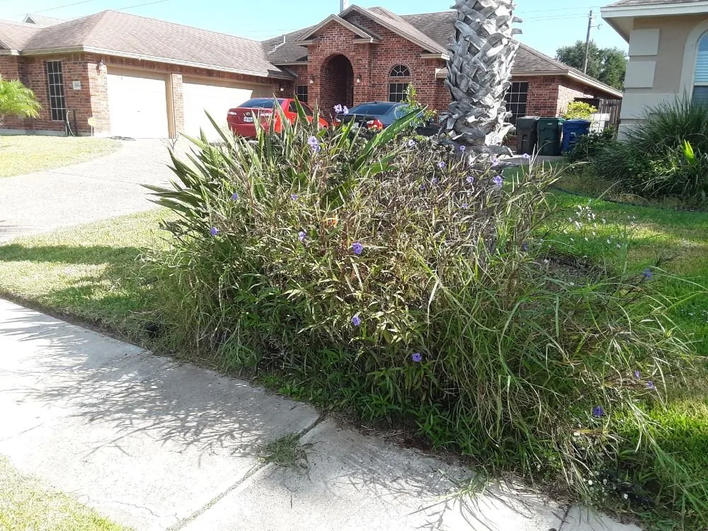 Expert lawn care service experts serving Corpus Christi, TX - Dirty Deeds Coastal Services