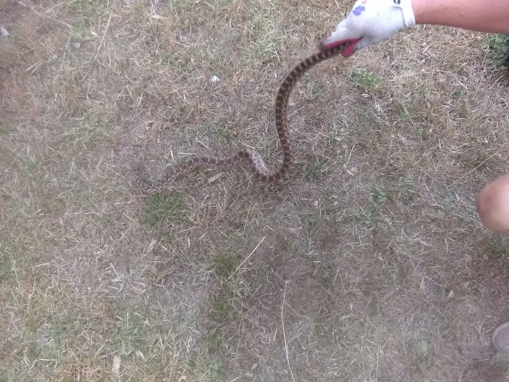 Top-rated yard cleanup service in Antioch, CA - Dirty Deeds Lawn Maintenance