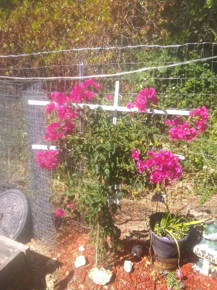 Reliable lawn mowing service experts serving Antioch, CA - Dirty Deeds Lawn Maintenance