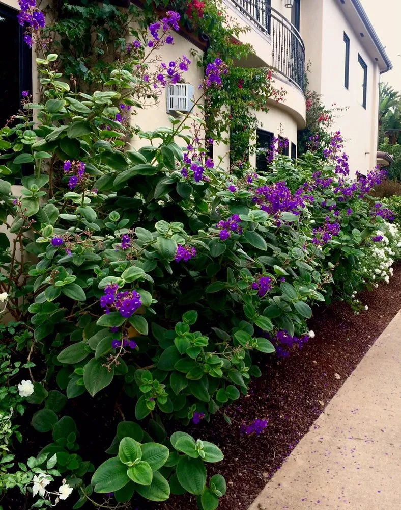 Trusted landscape design for outdoor upgrades in Pacific Palisades, CA by Dirty Girl Organic Landcare