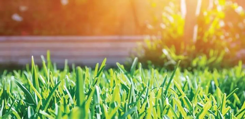 Local landscape design near you across Roswell, NM - DirtyDeed's Services