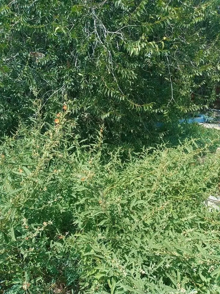 Trusted garden landscaping experts serving Roswell, NM - DirtyDeed's Services