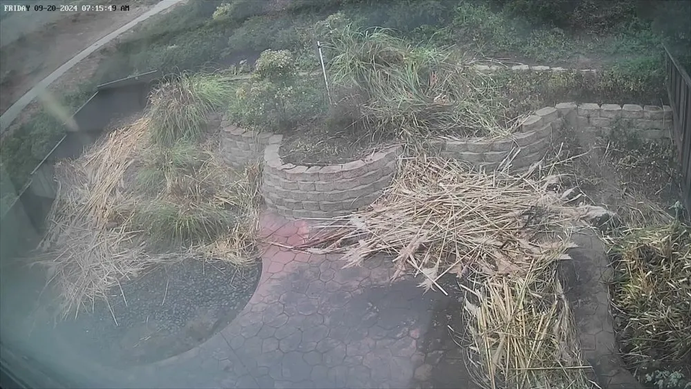 Professional landscape design in San Francisco, CA by Discount Clean-Up Gardening