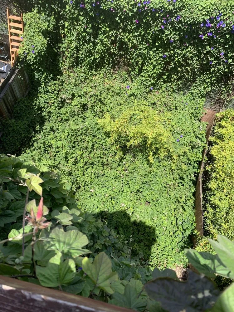 Reliable landscape installation with custom design across San Francisco, CA - Discount Clean-Up Gardening