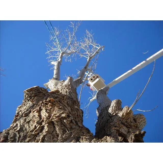 Trusted yard maintenance for beautiful yards in Amarillo, TX by Discount Lawn & Tree