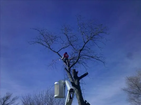 Discount Lawn & Tree Logo