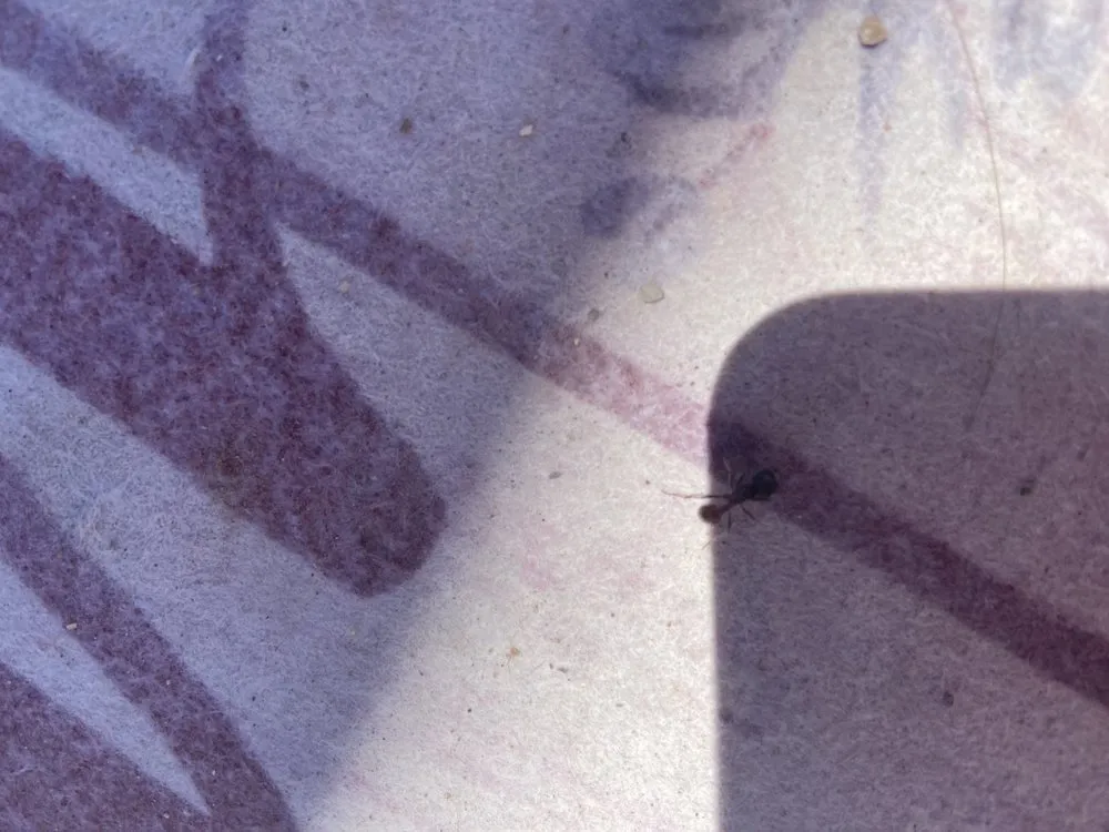 Affordable landscaping services in Kingman, AZ - Discount Lawn Care