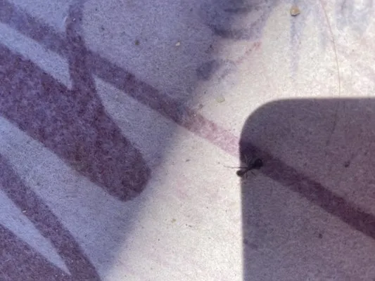 Discount Lawn Care Logo