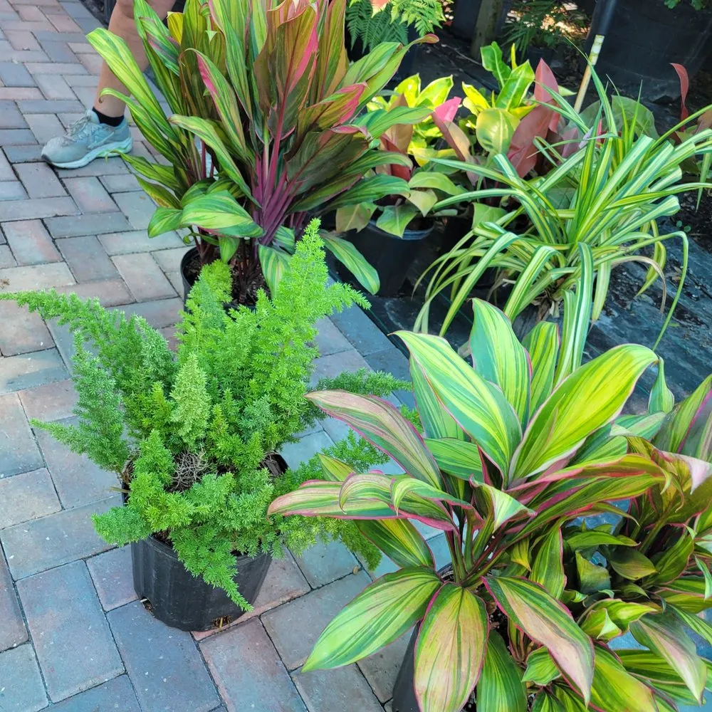 Local landscaping services in Largo, FL - Discount Palms and Plants