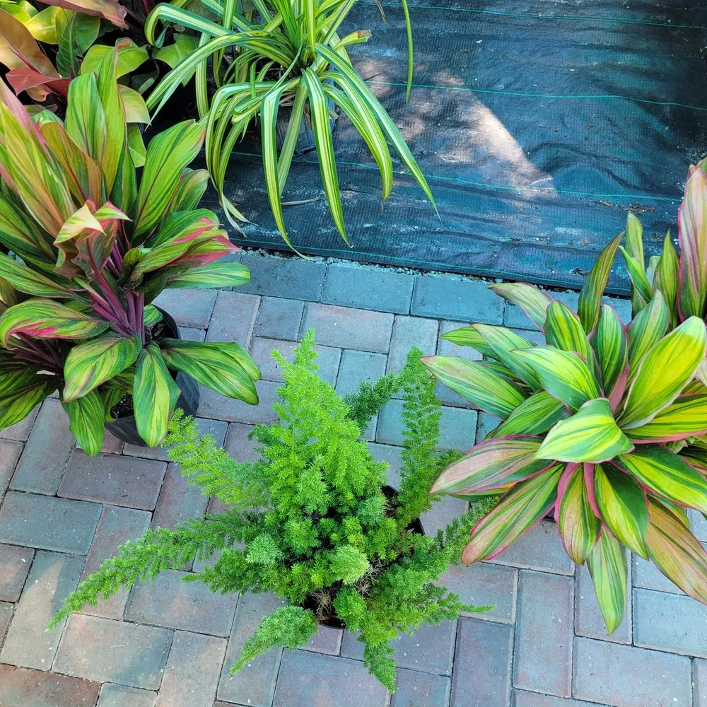 Reliable lawn mowing service for homes in Largo, FL by Discount Palms and Plants