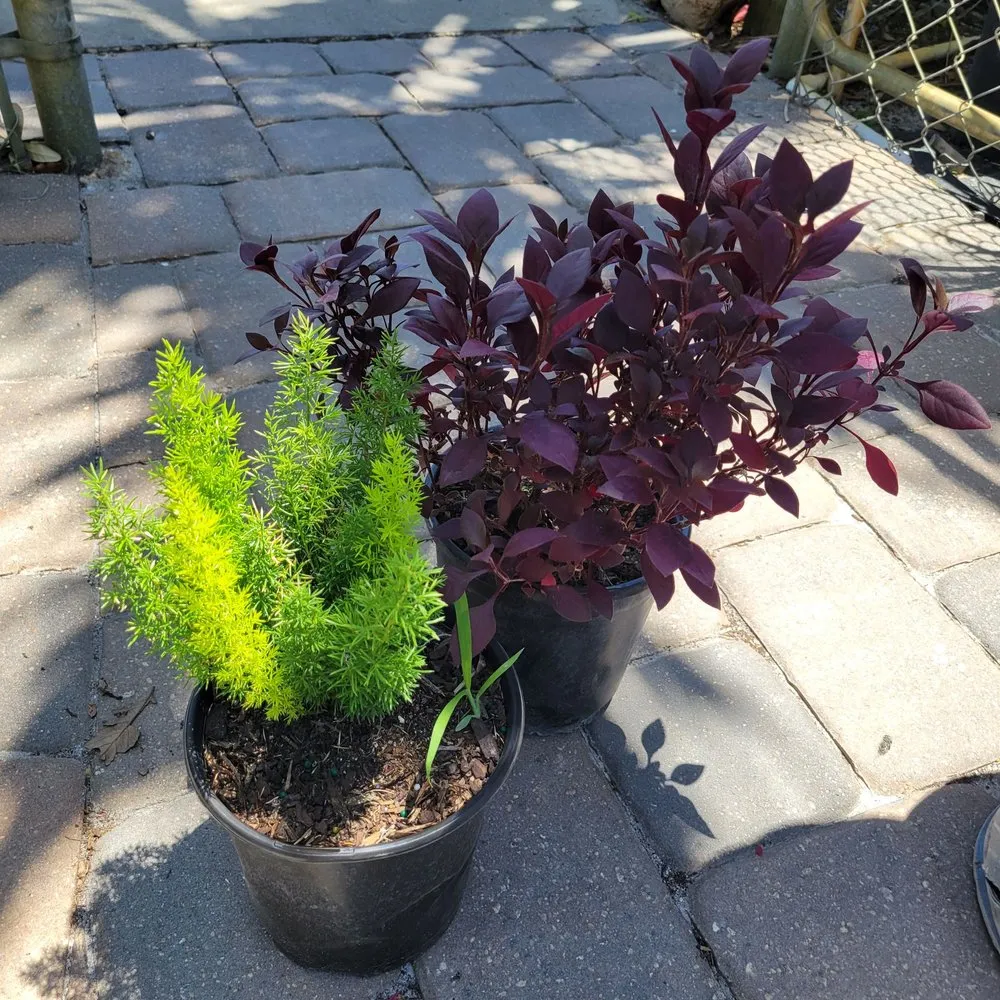 Reliable landscape design with custom design in Largo, FL by Discount Palms and Plants