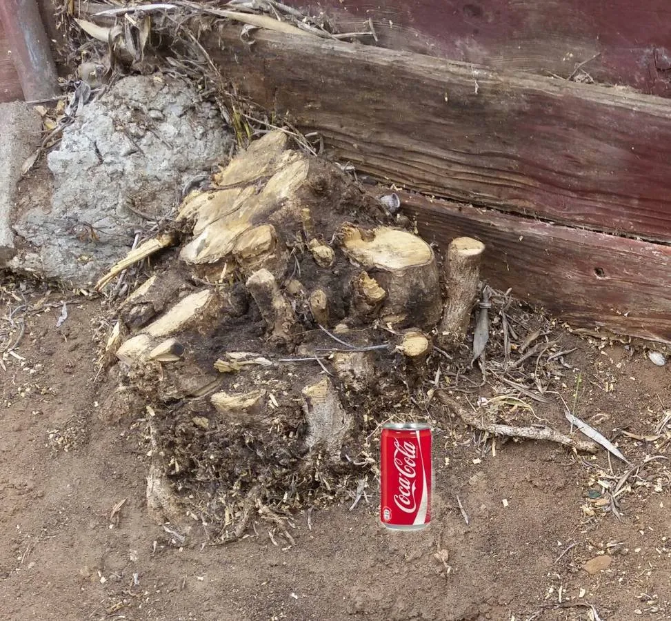 Expert lawn care service for homes in Lakeside, CA by Discount Stump Grinding