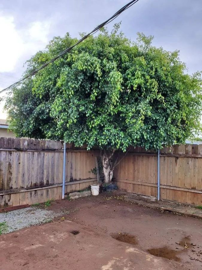 Reliable landscape design for year-round maintenance in Lakeside, CA by Discount Stump Grinding