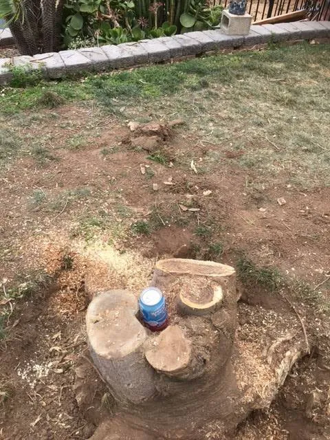 Trusted yard cleanup service in Lakeside, CA by Discount Stump Grinding