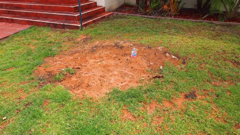 Local landscaping services for year-round maintenance across Lakeside, CA - Discount Stump Grinding