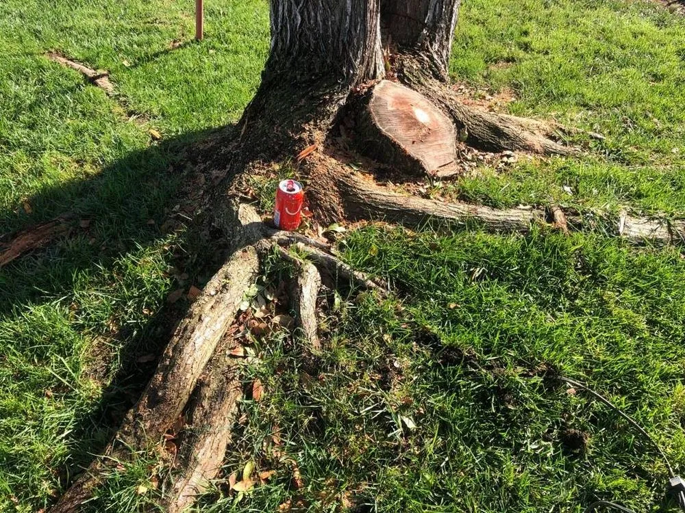 Expert residential landscaping in Lakeside, CA by Discount Stump Grinding