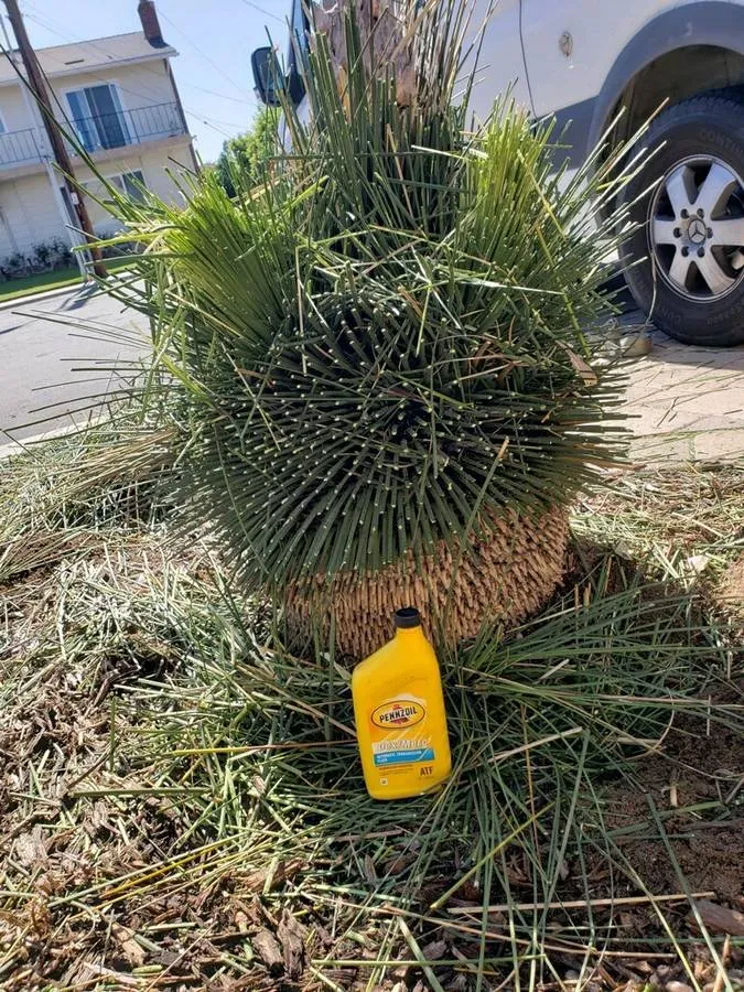 Local residential landscaping for year-round maintenance in Lakeside, CA by Discount Stump Grinding