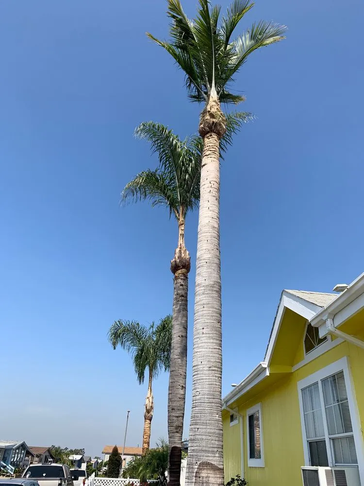 Top-rated yard cleanup service experts serving Mecca, CA - Discount Tree Service