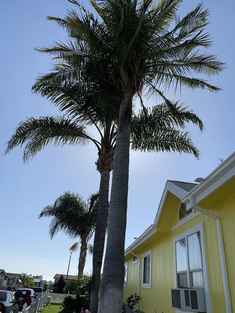 Top-rated lawn mowing service for year-round maintenance across Mecca, CA - Discount Tree Service