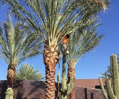 Reliable landscape design in Mecca, CA - Discount Tree Service