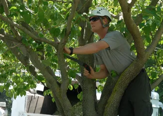 Reliable landscaping services in Mecca, CA - Discount Tree Service