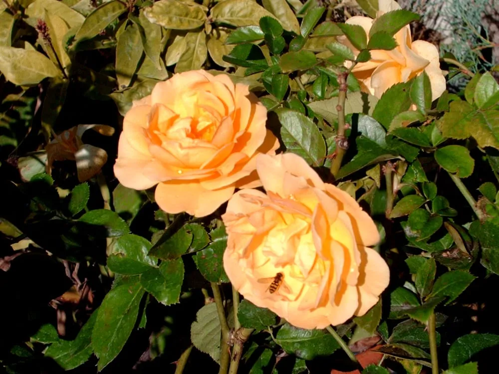 Custom landscape design for year-round maintenance in Brenham, TX by Discount Trees of Brenham