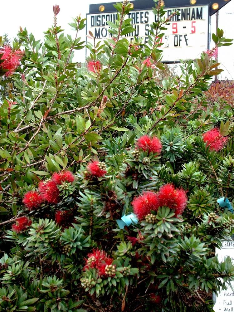 Custom landscape installation for homes in Brenham, TX by Discount Trees of Brenham