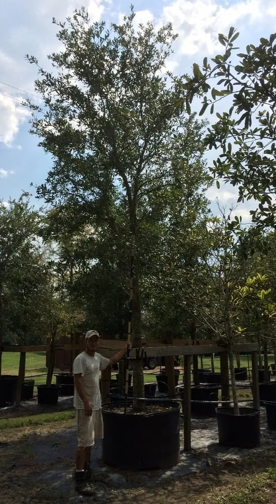 Local yard cleanup service experts serving Brenham, TX - Discount Trees of Brenham