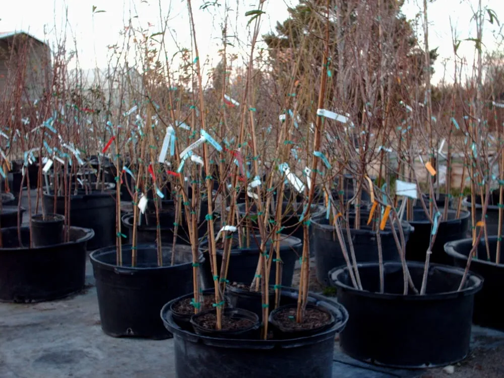 Top-rated yard cleanup service for residential properties in Brenham, TX by Discount Trees of Brenham