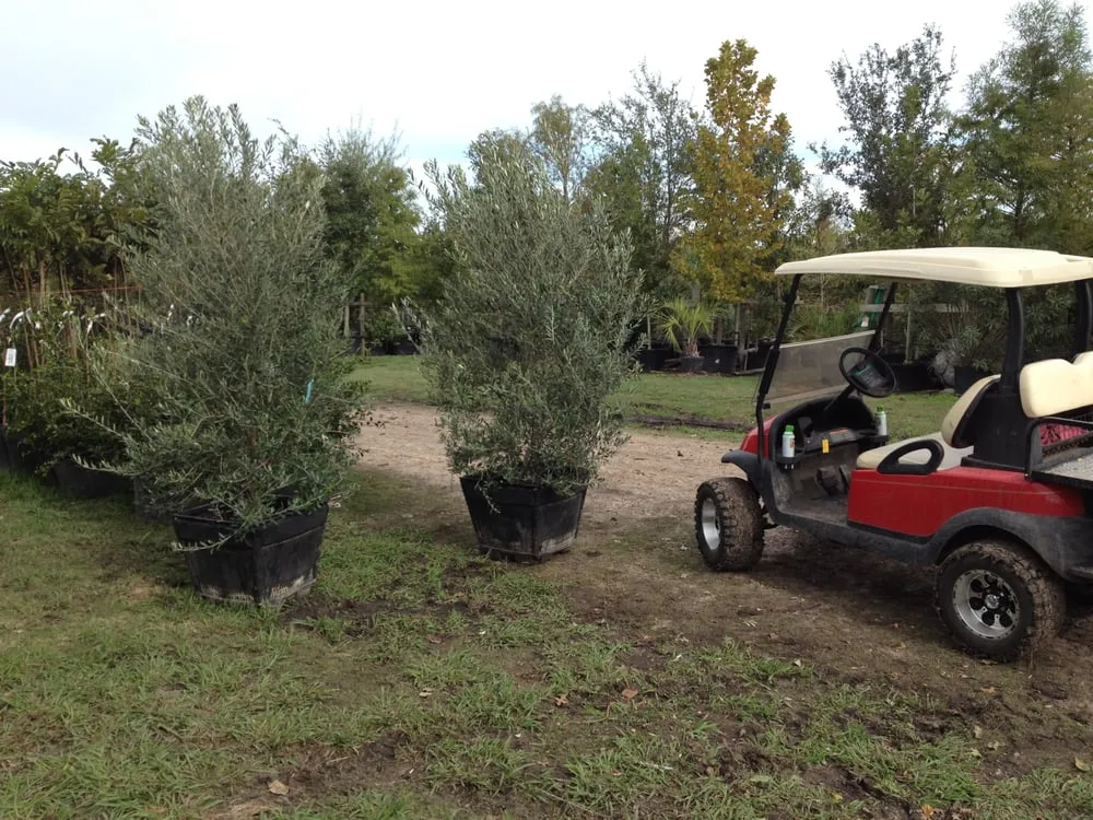 Top-rated landscape installation for residential properties across Brenham, TX - Discount Trees of Brenham