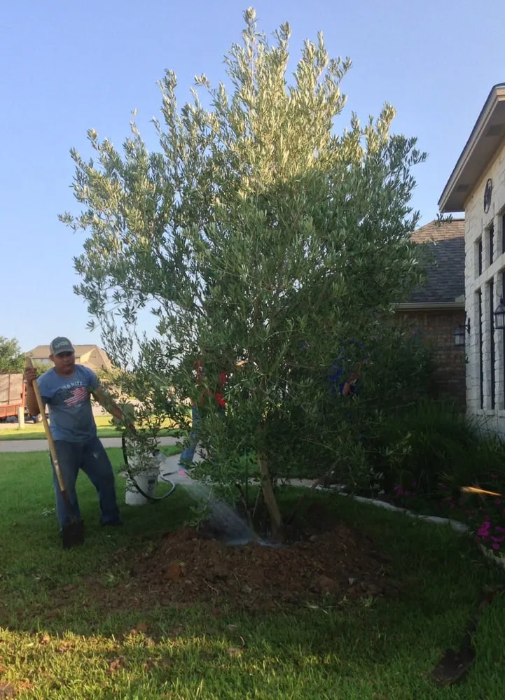 Reliable yard cleanup service for outdoor upgrades across Brenham, TX - Discount Trees of Brenham