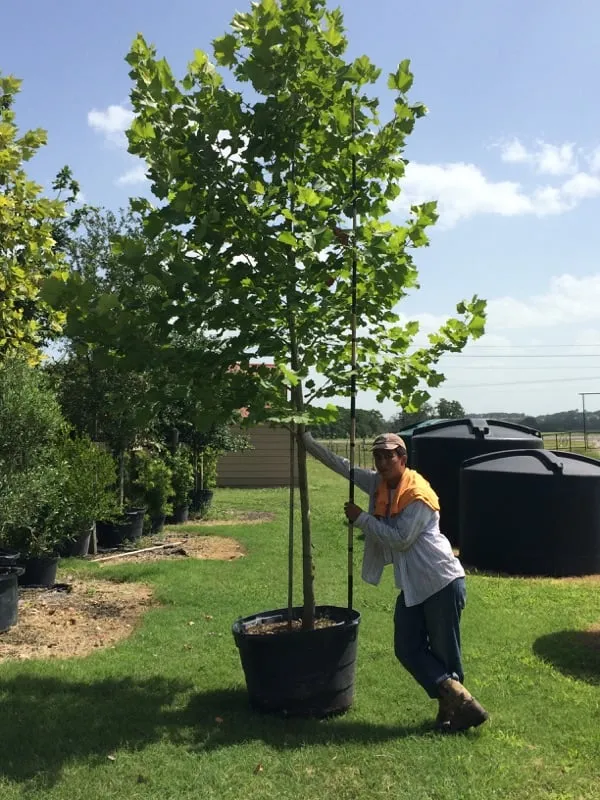 Trusted residential landscaping for year-round maintenance across Brenham, TX - Discount Trees of Brenham