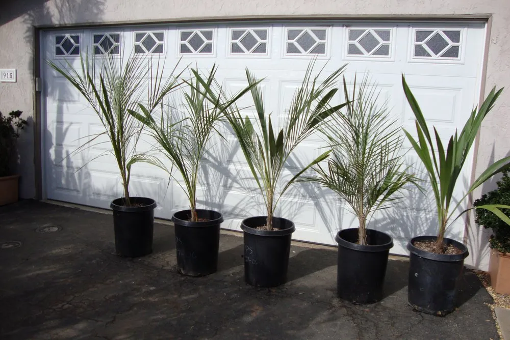 Custom yard cleanup service experts serving San Marcos, CA - Discovery Island Palms