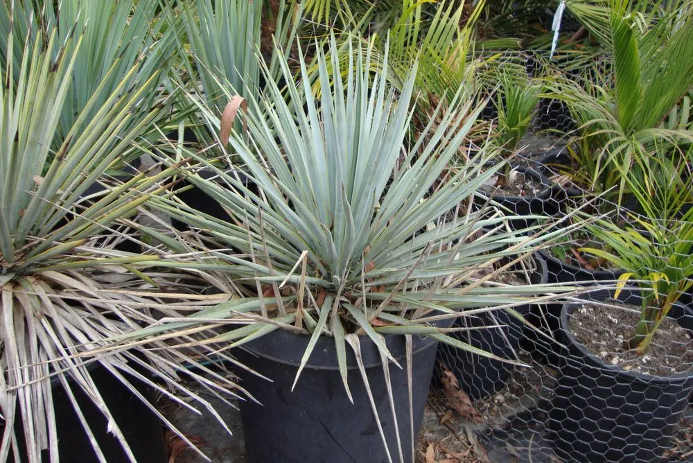 Expert landscaping services in San Marcos, CA by Discovery Island Palms