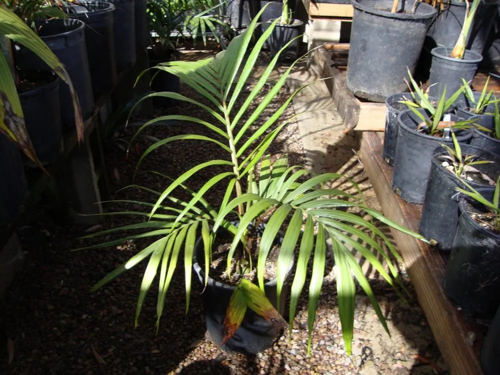 Expert landscaping services in San Marcos, CA by Discovery Island Palms