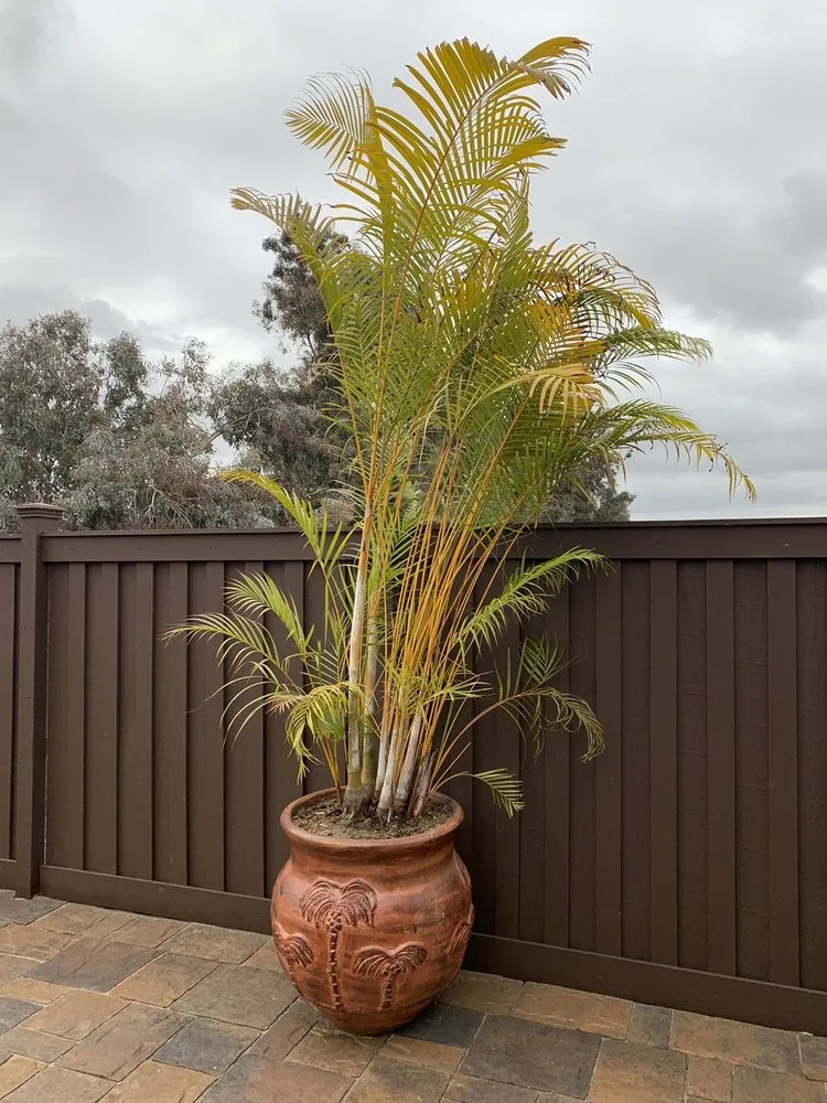 Expert outdoor landscaping experts serving San Marcos, CA - Discovery Island Palms