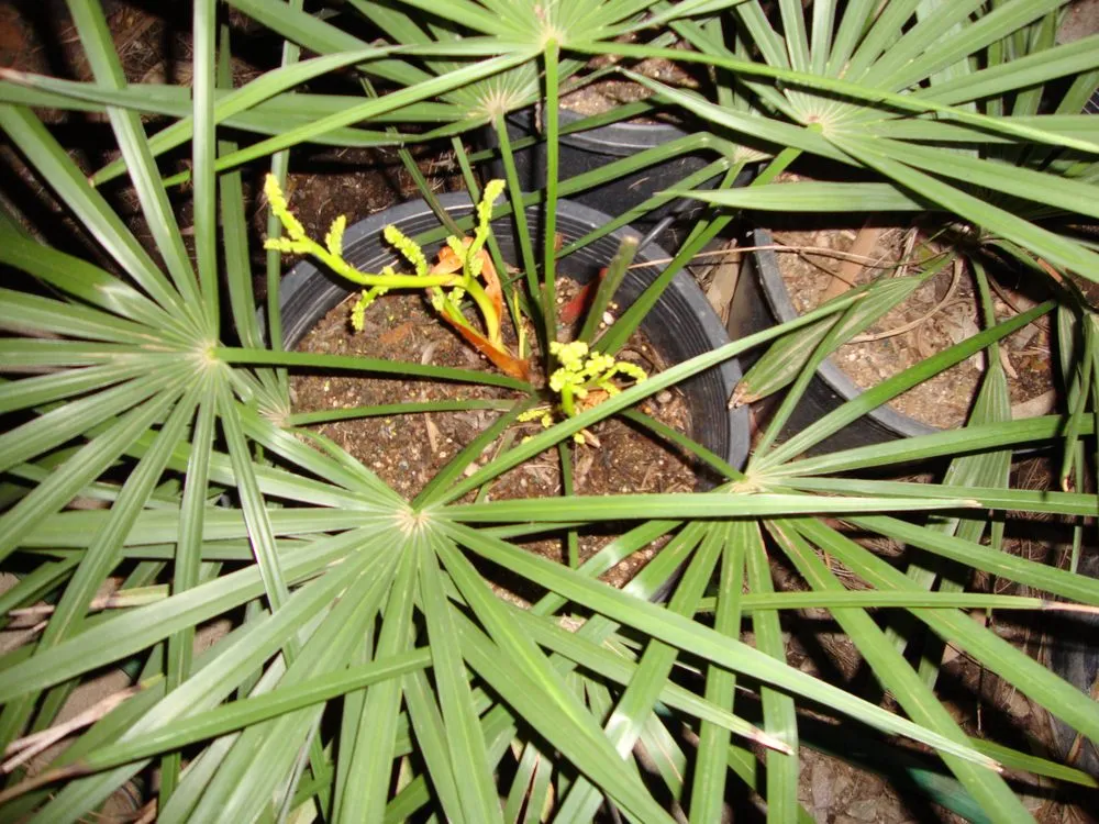 Reliable residential landscaping for outdoor upgrades across San Marcos, CA - Discovery Island Palms