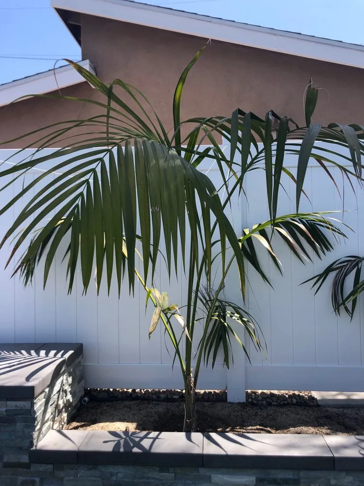 Trusted lawn care service in San Marcos, CA - Discovery Island Palms