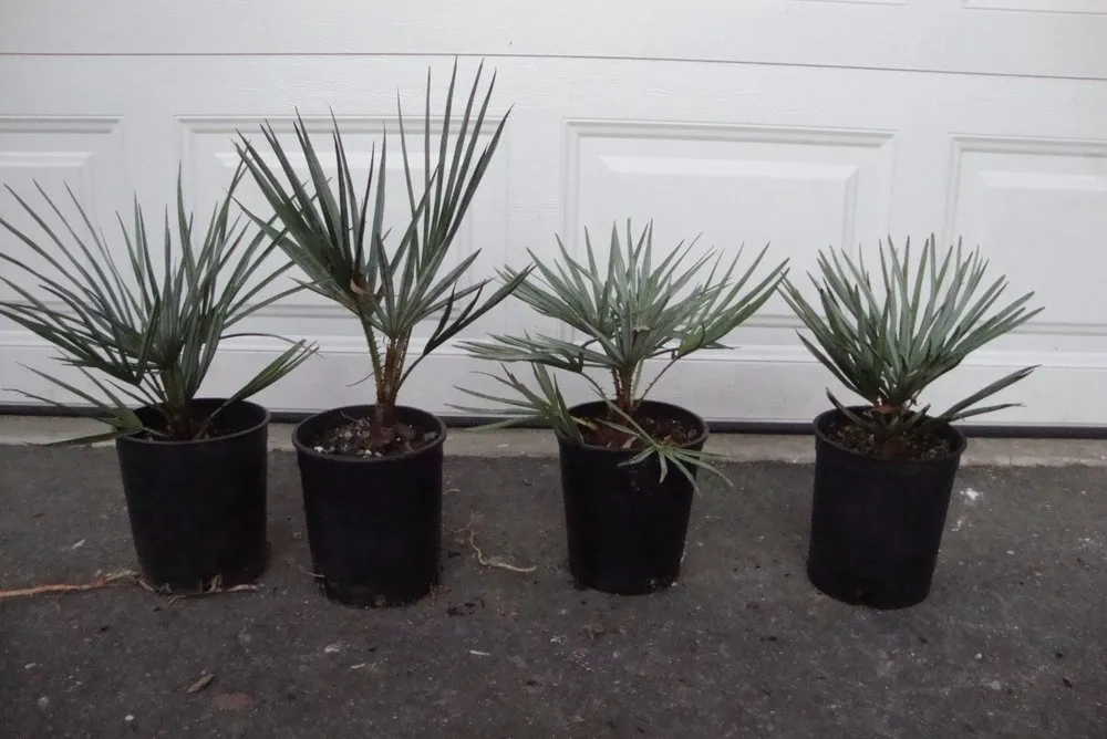 Professional garden landscaping for beautiful yards in San Marcos, CA by Discovery Island Palms